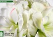 hippeastrum White Amadeus (2)